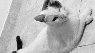 Hoy saludamos a Chipi, que disfruta el martes panza abajo. Acordate! Podes presentarnos a tu mascota en redes.-