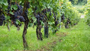 12 bodegas rionegrinas serán protagonistas de los «Caminos del Vino»