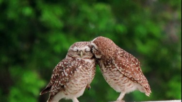 Genaral Roca. Pareja de búhos y “el amor”. María Villar. La ganadora.