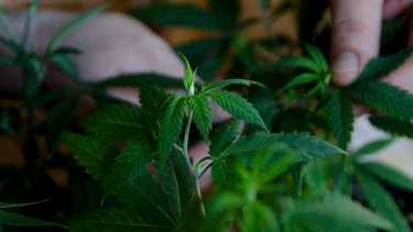 Neuquén incorpora el tratamiento al sistema público de salud de la provincia. Foto:  Archivo/ Marcelo Martinez