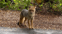 Imagen de Encuentro con un zorro colorado en el Circuito Chico de Bariloche