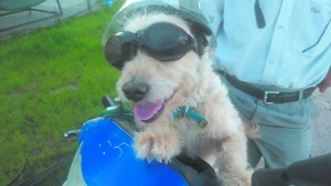 Este es Chelo, el perrito motoquero de Roca que la rompe en las redes