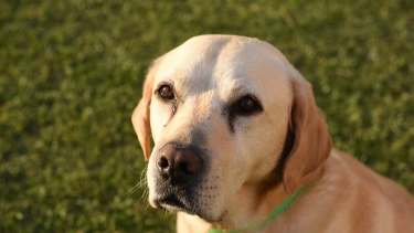 Hoy saludamos a Coco, parte del clan de Estela. ¡Acordate! Podes presentarnos a tu mascota en redes sociales.-
