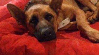 Hoy saludamos a Uma y Mariscal, parte de la familia de Jael. ¡Acordate! Podes presentarnos a tu mascota en redes sociales.-