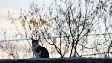 Hoy saludamos a Simba, que disfruta de ver los amaneceres.  ¡Acordate! Podes presentarnos a tu mascota en redes sociales.-