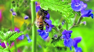 Esencias y aceites aromáticos producidos acá