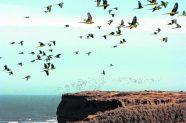 Proyectan Una Reserva Natural Para Proteger La Colonia De Loros Proyectan Una Reserva Natural Para Proteger La Colonia De Loros