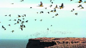 Proyectan una Reserva Natural para proteger la colonia de loros barranqueros en El Cóndor