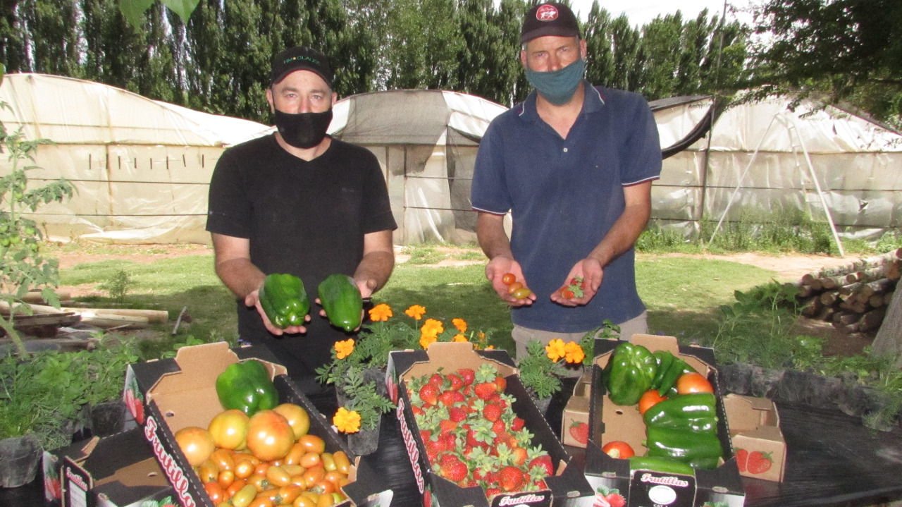 Emprendedores sustentables. Walter Mela y Waldemar Stickar son ingenieros agrónomos e impulsan el empleo de material volcánico para producir frutas y verduras a través del sistema hidropónico. 