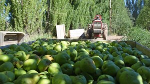 Las exportaciones de peras crecieron 60% durante enero de 2021