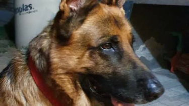 Hoy saludamos a Uma y Mariscal, parte de la familia de Jael. ¡Acordate! Podes presentarnos a tu mascota en redes sociales.-