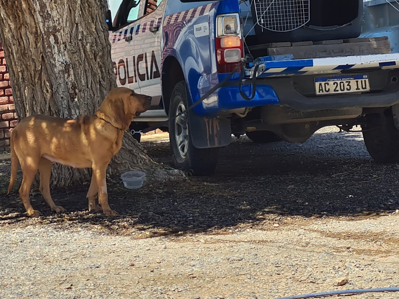 Uno de los perros que se sumará a la búsqueda del policía desaparecido en Cutral Co. Foto: Andrea Vazquez