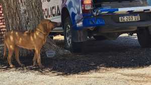 Llegó el perro con el que seguirán buscando al policía desaparecido en Cutral Co