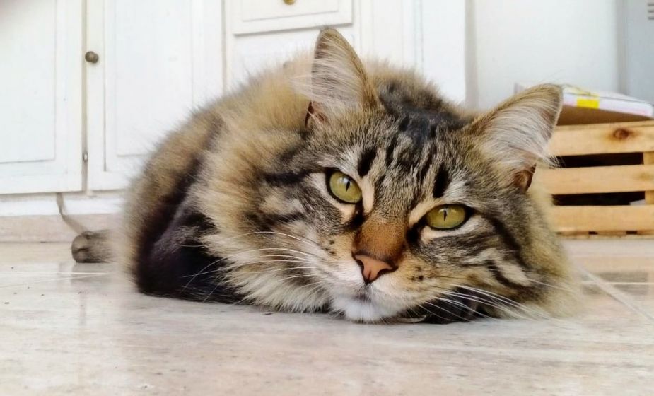 Hoy saludamos a Penny, que también busca estrategias para pasar el calor. ¡Acordate! Podes presentarnos a tu mascota en redes sociales.-