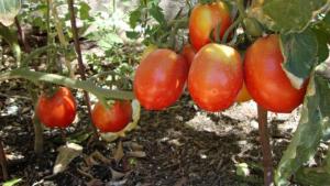 Roca: “Proyecto Tomate Compañero”, otra forma de producir y consumir