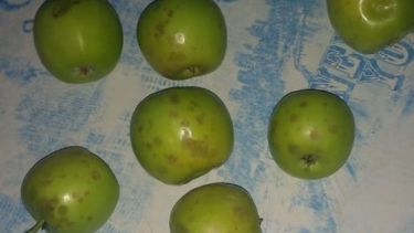 El granizo dañó la fruta en un sector de Roca. 