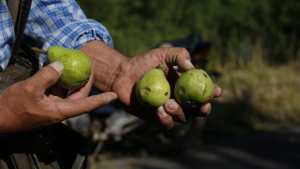En algunos sectores de Roca el daño que dejó el granizo fue del 100%