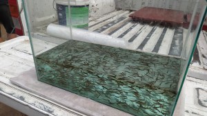 Sembraron 160 mil ejemplares de truchas en Valle Medio