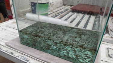 Para garantizar que los ejemplares juveniles llegaran con vida se usó un tanque que contaba con aireadores y oxígeno. Foto gentileza.