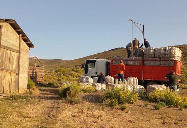 En los próximos días, la lana será transportada desde la Región Sur hacia Trelew. Foto: Gentileza. 