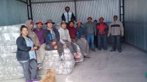Productores «organizados» de la Región Sur vendieron la lana a U$s 4,37
