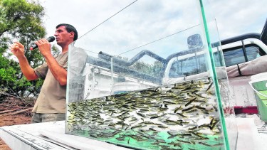 Para garantizar que los ejemplares juveniles llegaran con vida se usó un tanque que contaba con aireadores y oxígeno. Foto gentileza.