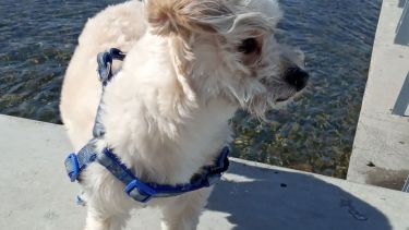 Hoy saludamos a Ciro, fana de los paseos por Neuquén  ¡Acordate! Podes presentarnos a tu mascota en redes sociales.-