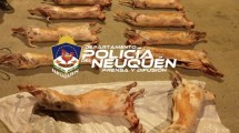 Imagen de Decomisaron 12 piezas de cordero en Zapala