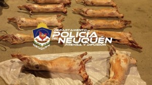 Decomisaron 12 piezas de cordero en Zapala