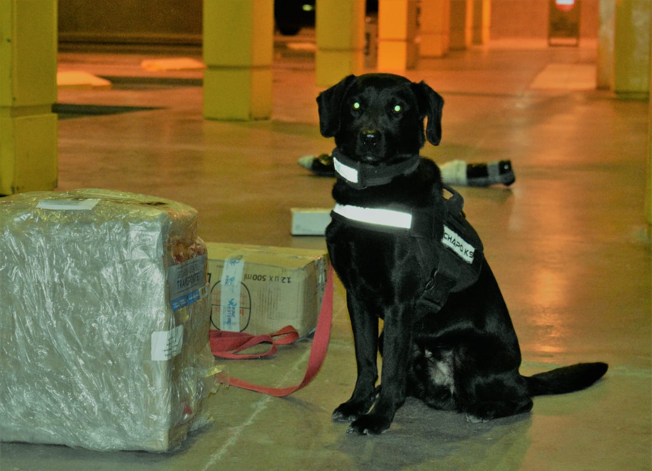 Los perros rastreadores fueron clave en el operativo. (FOTO: Gentileza)