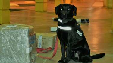 Los perros rastreadores fueron clave en el operativo. (FOTO: Gentileza)