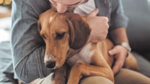Cómo reconocer el dolor en nuestras mascotas