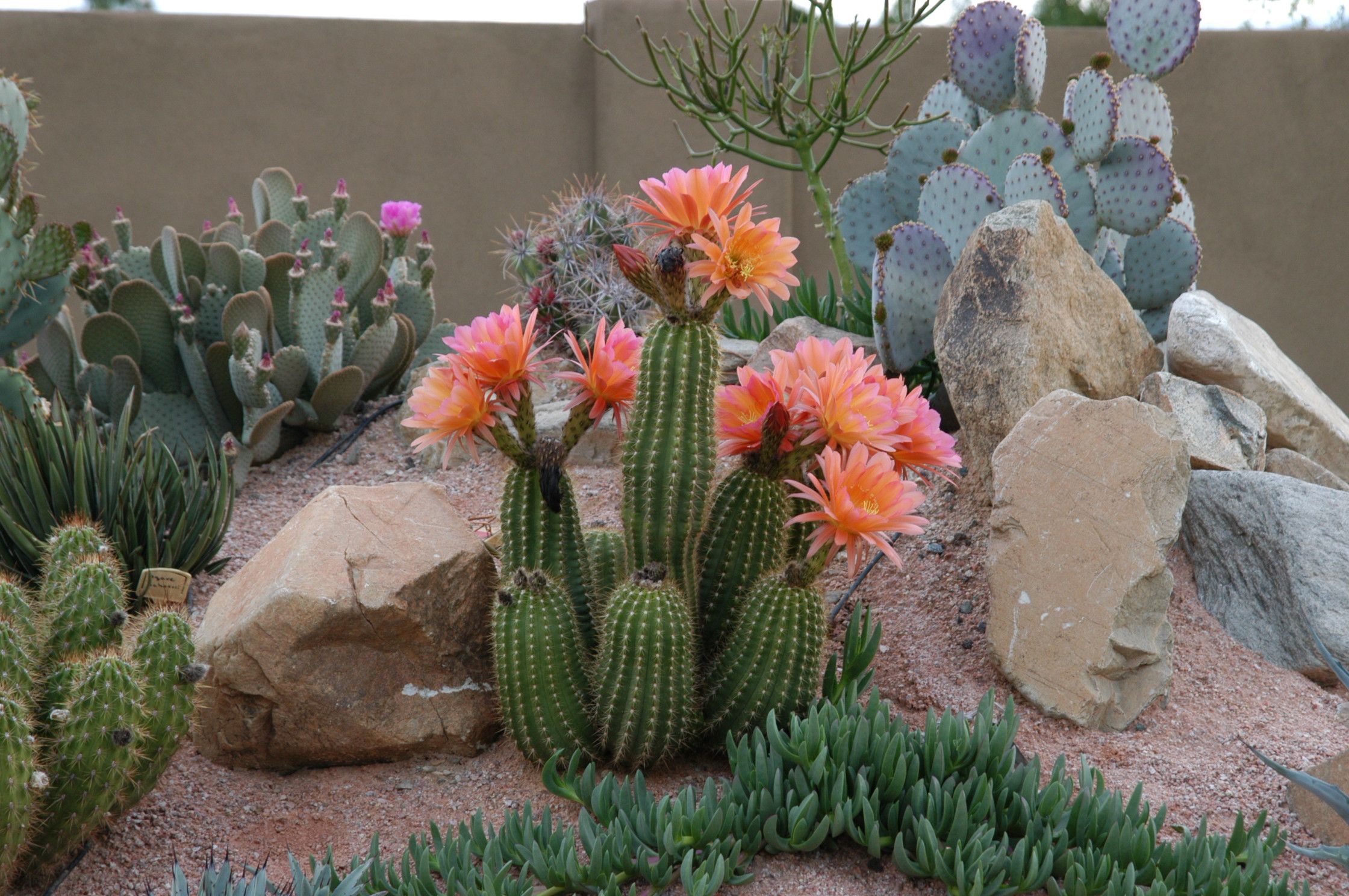 La particular belleza de los cactus y de sus flores