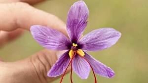 Así producen esencias y aceites aromáticos con estas plantas y flores de la región