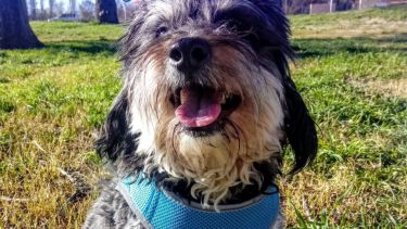 Hoy saludamos a Kamba, parte de la familia de Ailín. ¡Acordate! Podes presentarnos a tu mascota en redes sociales.-