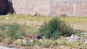 Para evitar proliferación de insectos y roedores, piden limpiar baldíos en Regina