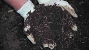 Jardín: ¿Qué es y para qué sirve el lombricompuesto?