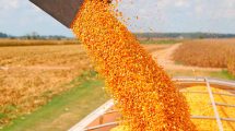 Imagen de La suspensión de la exportación de maíz afectará la producción en la región del Valle
