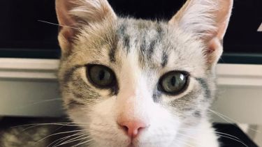 Hoy saludamos a Malibú, que vive con Federico. ¡Acordate! Podes presentarnos a tu mascota en redes sociales.-