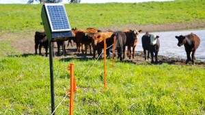Nación entregará casi 2.800 boyeros solares para productores rurales