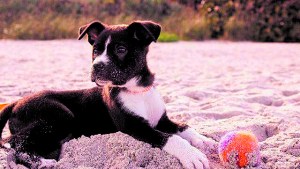 La importancia de educar a nuestras mascotas