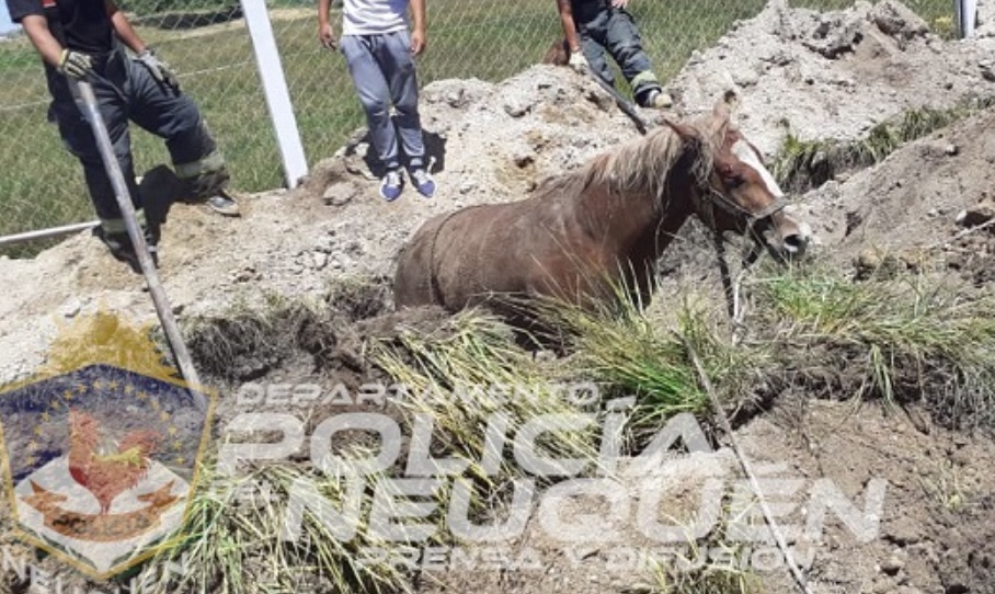 El equino se cayó en una zanja y con una retroescabadora tuvieron que rescatarla. (Foto: Gentileza).