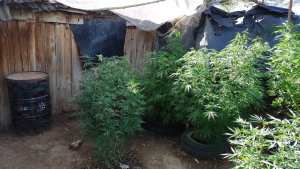 Secuestraron más de 50 plantas de marihuana en Godoy