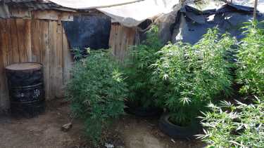 Secuestraron más de 50 plantas de marihuana en Godoy