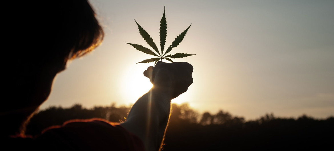 Más de 50 países han adoptado programas de cannabis medicinal como Argentina. Canadá, Uruguay y 15 estados de Estados Unidos han legalizado su uso recreativo.  (Crédito: Unsplash/David Gabrić)