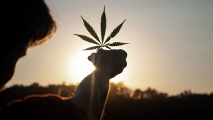 Qué significa que el cannabis medicinal ya no esté en la lista de drogas peligrosas de la ONU