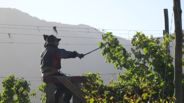 El lúpulo que se cosecha un día debe estar seco hacia la noche porque se degrada muy rápidamente. Foto: gentileza