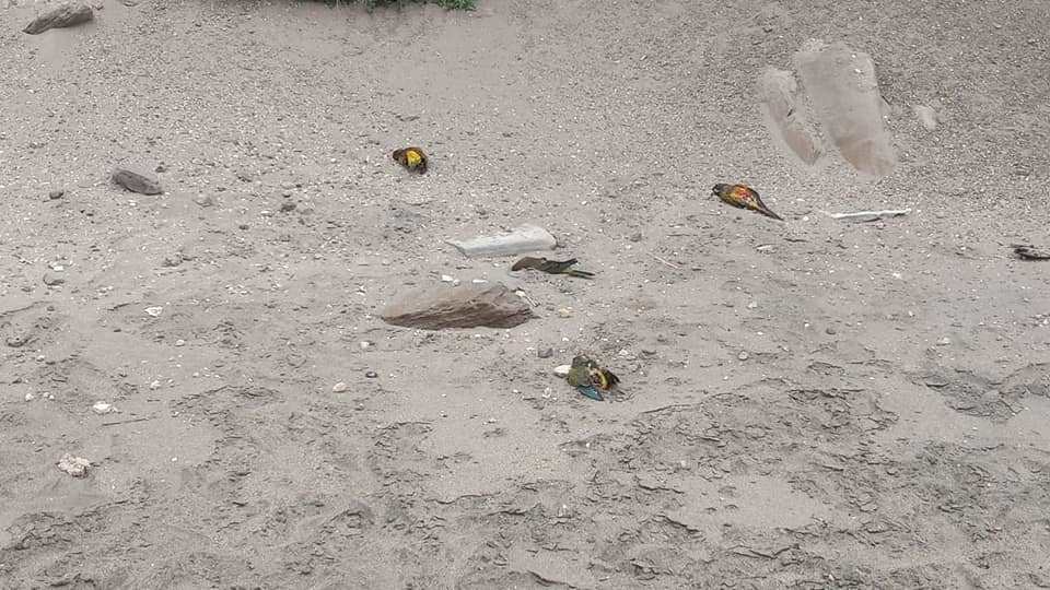 Los cuerpos de loros barrenqueros diseminados por las playas y la ruta Provincial N° 1. Foto Gentileza.