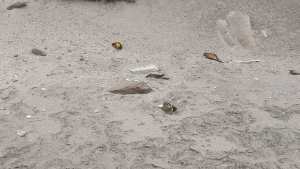 La Niña, sería el fenómeno climático culpable de la muerte de loros