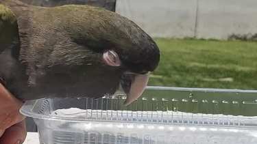 La Psitacosis  se transmite a través de secreciones oculares y excrementos